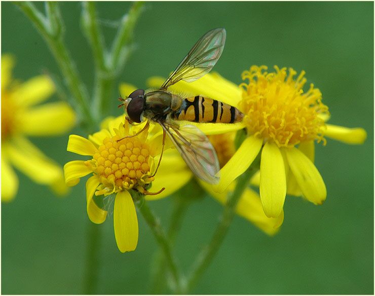 Greiskraut (Senecio vulgaris)