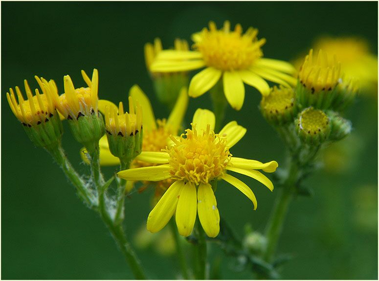 Greiskraut (Senecio vulgaris)