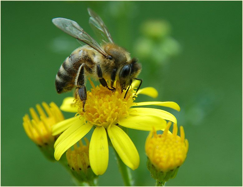 Greiskraut (Senecio vulgaris)