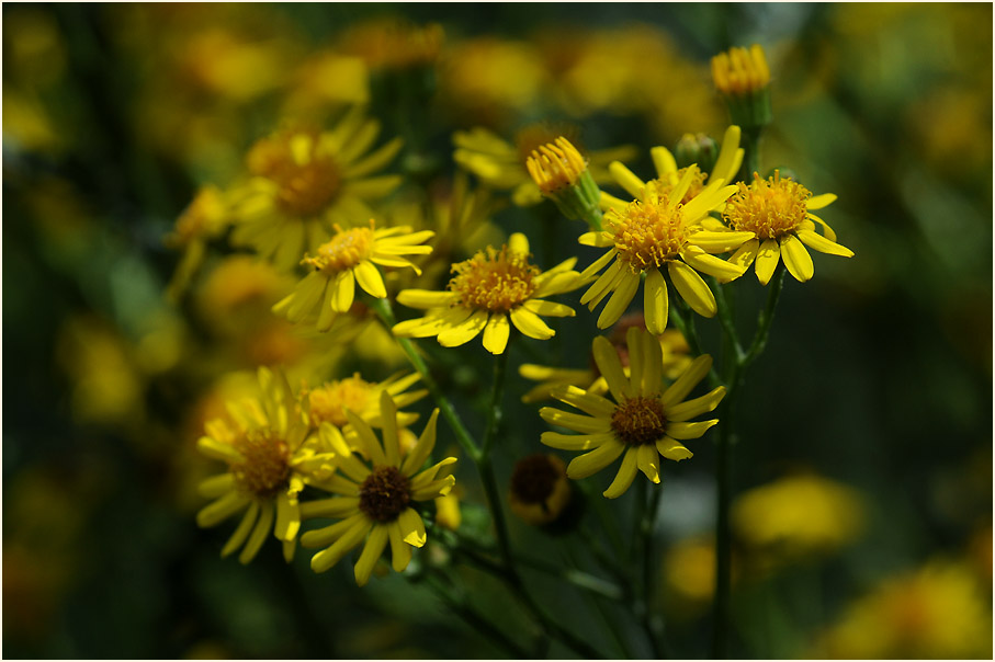 Greiskraut (Senecio vulgaris)