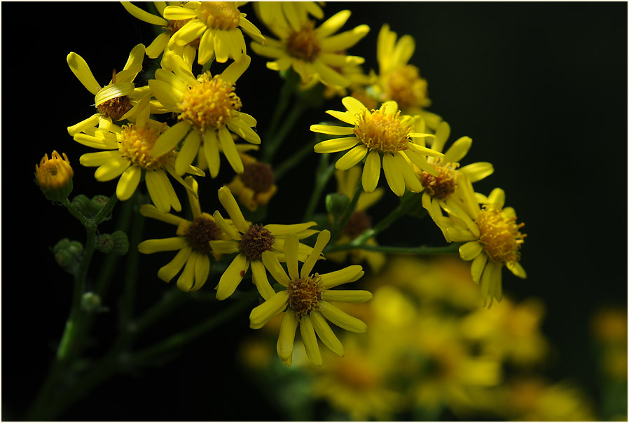 Greiskraut (Senecio vulgaris)