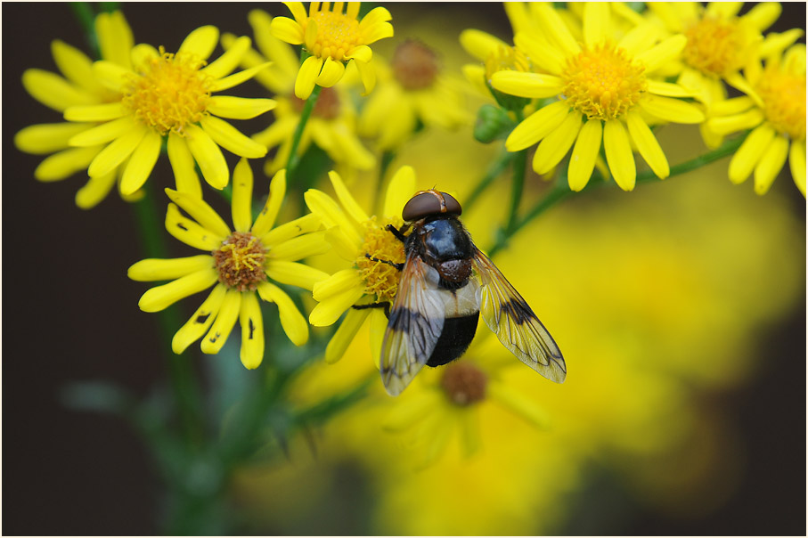 Greiskraut (Senecio vulgaris)