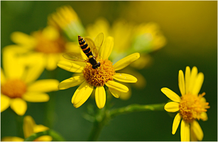 Greiskraut (Senecio vulgaris)