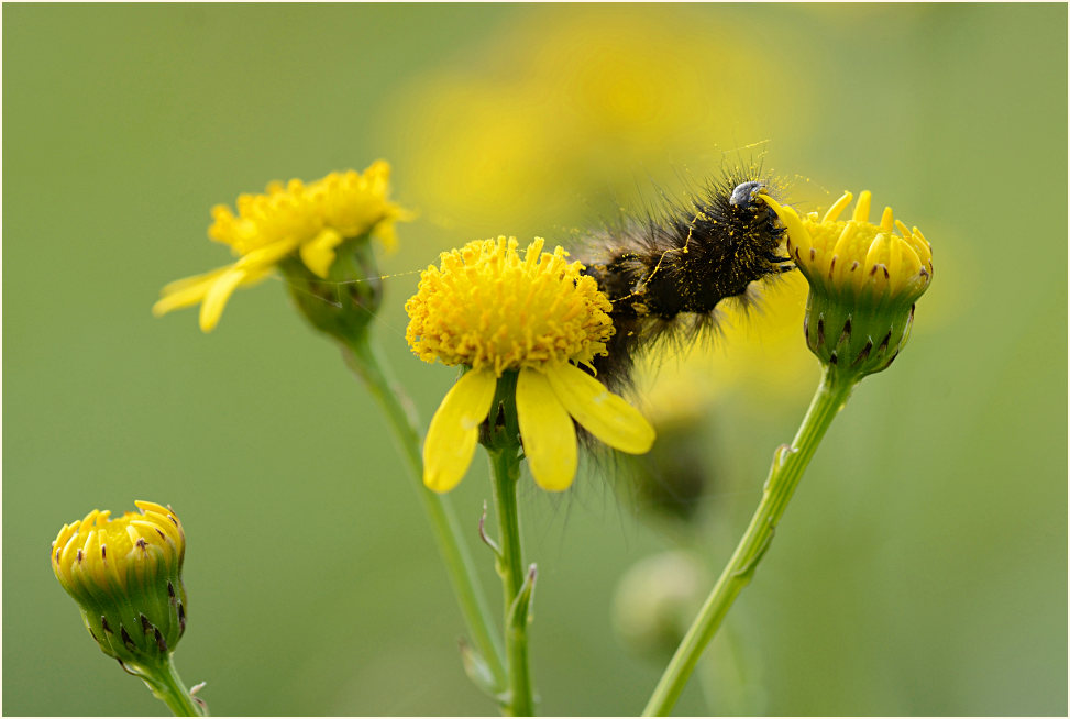 Greiskraut (Senecio vulgaris)