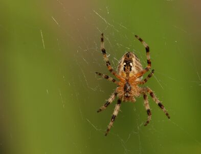 vergr&ouml;&szlig;ern