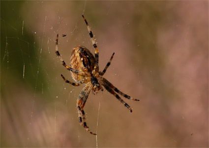 vergr&ouml;&szlig;ern