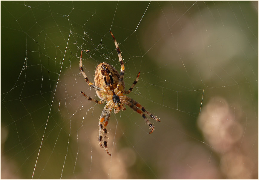 Gartenkreuzspinne