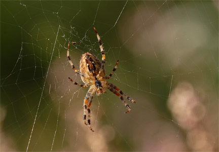 vergr&ouml;&szlig;ern