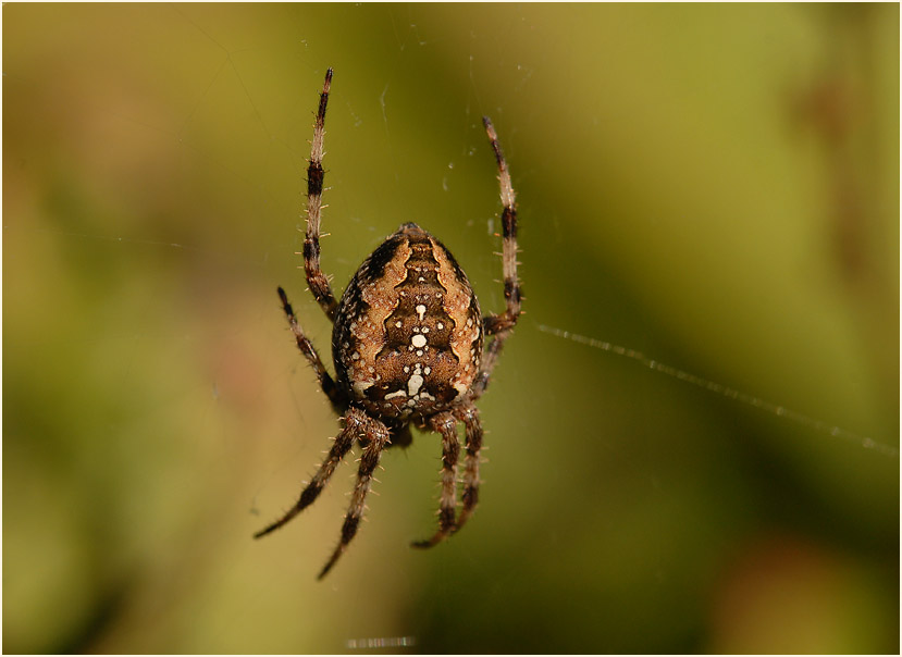 Gartenkreuzspinne