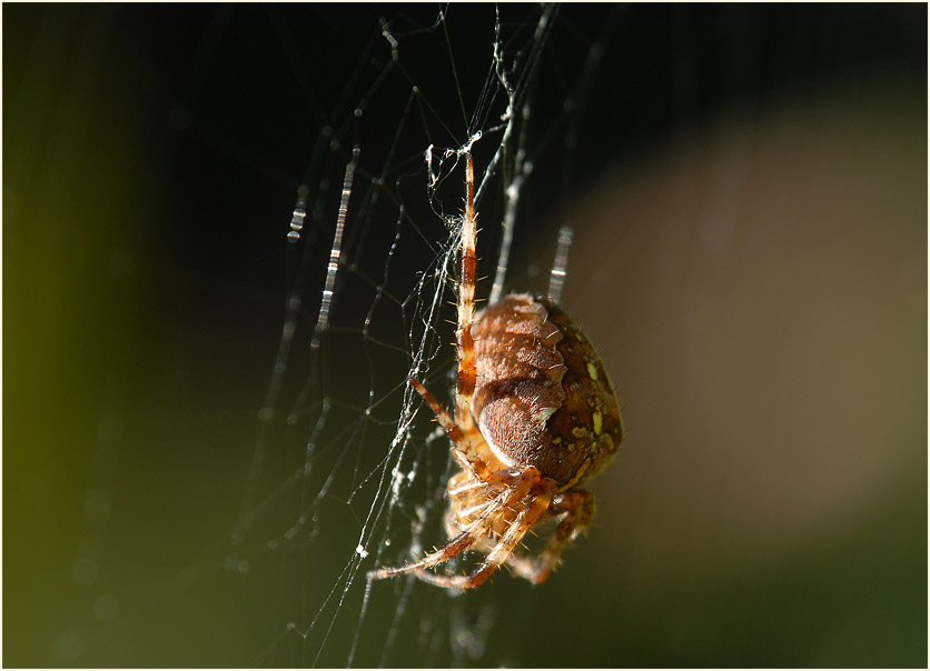 Gartenkreuzspinne