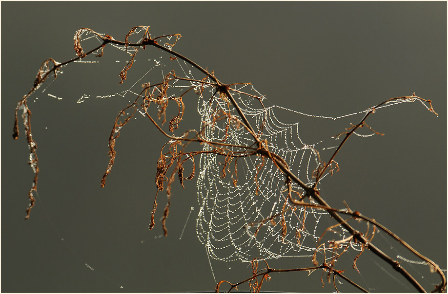 Spinnennetz