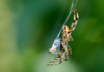 vergr&ouml;&szlig;ern