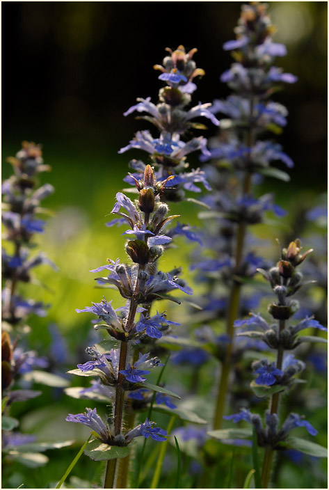 Günsel (Ajuga)