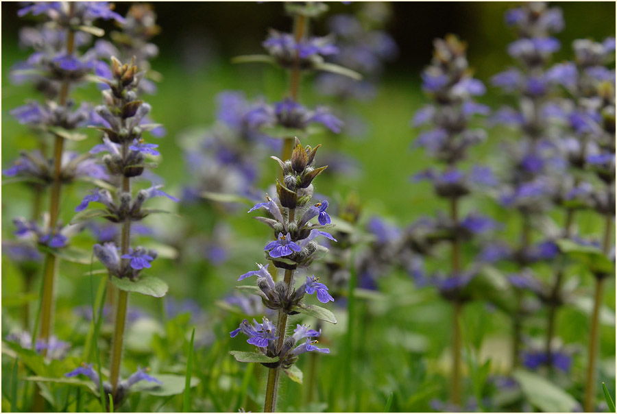 Günsel (Ajuga)