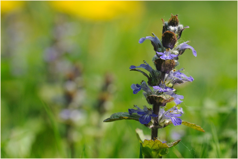 Günsel (Ajuga)