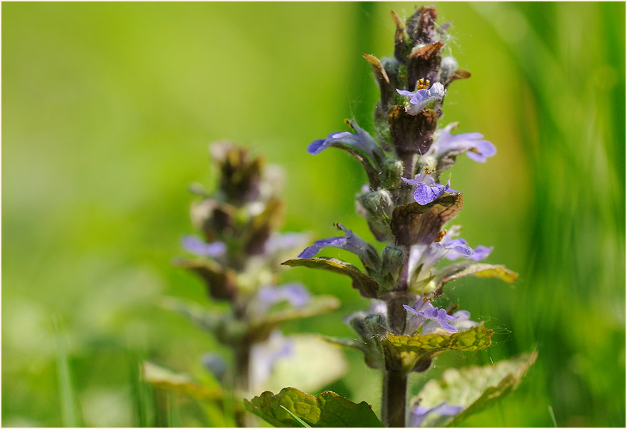 Günsel (Ajuga)