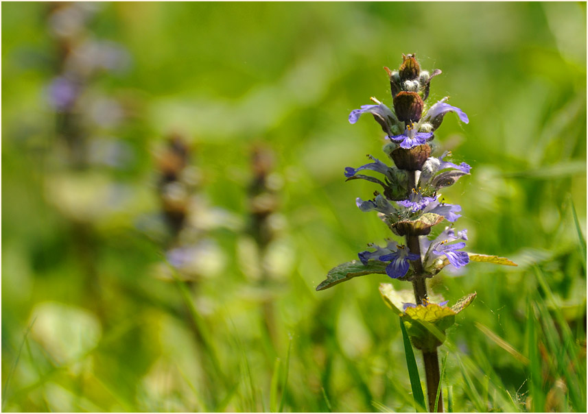 Günsel (Ajuga)