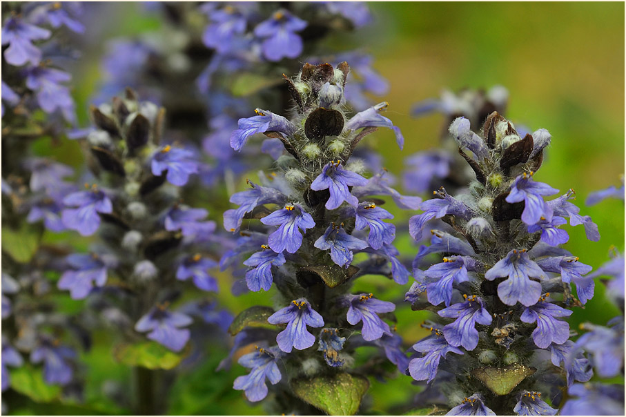 Günsel (Ajuga)