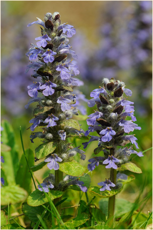 Günsel (Ajuga)