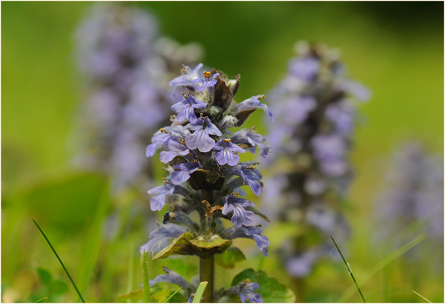 Günsel (Ajuga)