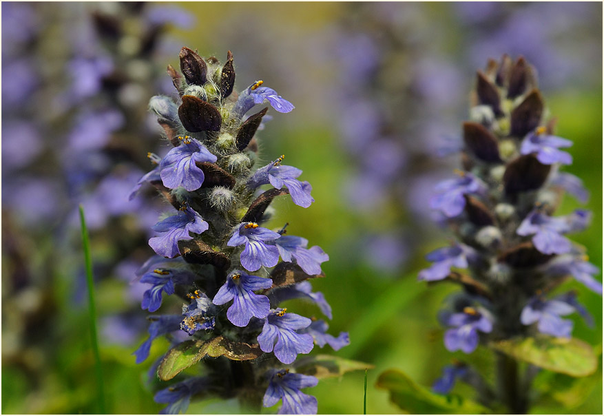 Günsel (Ajuga)