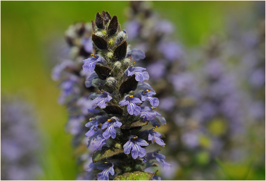 Günsel (Ajuga)