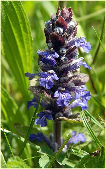 Günsel (Ajuga)