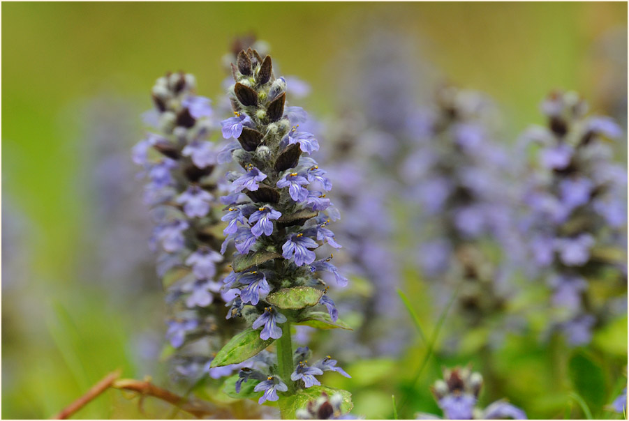 Günsel (Ajuga)