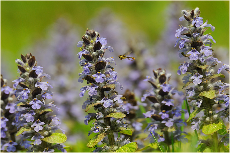 Günsel (Ajuga)