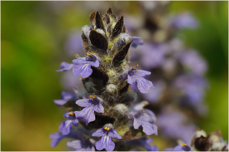 Günsel (Ajuga)