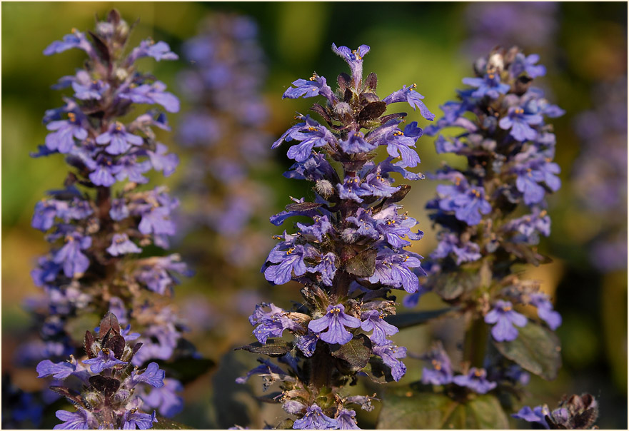 Günsel (Ajuga)