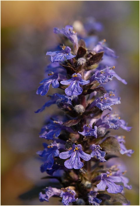 Günsel (Ajuga)