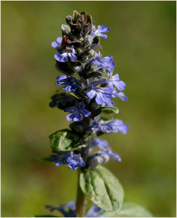 Günsel (Ajuga)