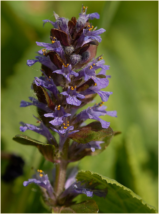 Günsel (Ajuga)