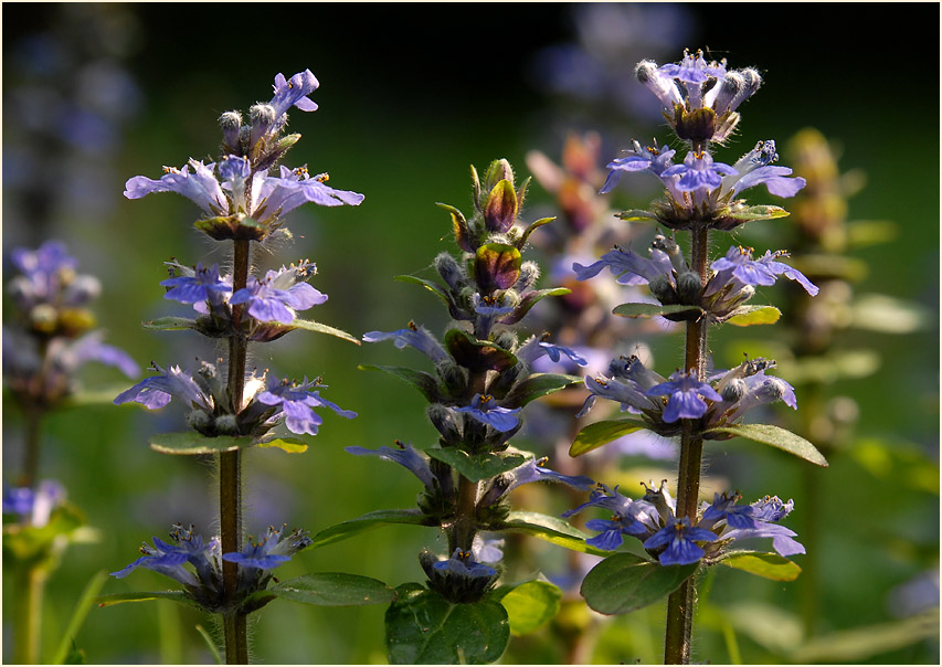 Günsel (Ajuga)