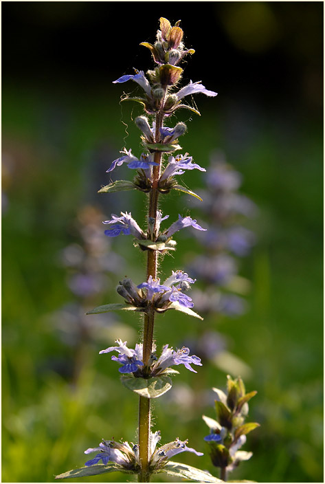 Günsel (Ajuga)