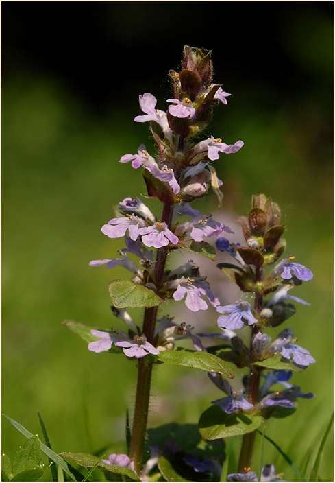 Günsel (Ajuga)