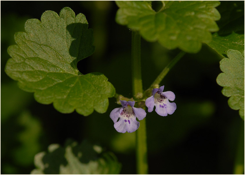 Gundermann (Glechoma hederacea)