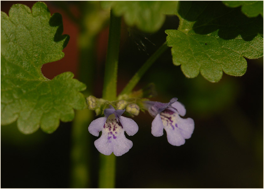 Gundermann (Glechoma hederacea)