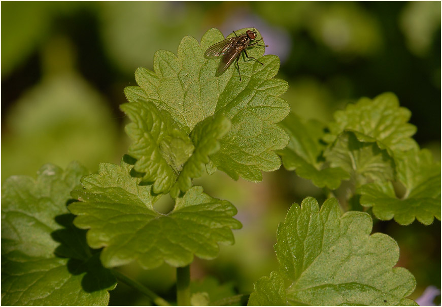 Gundermann (Glechoma hederacea)