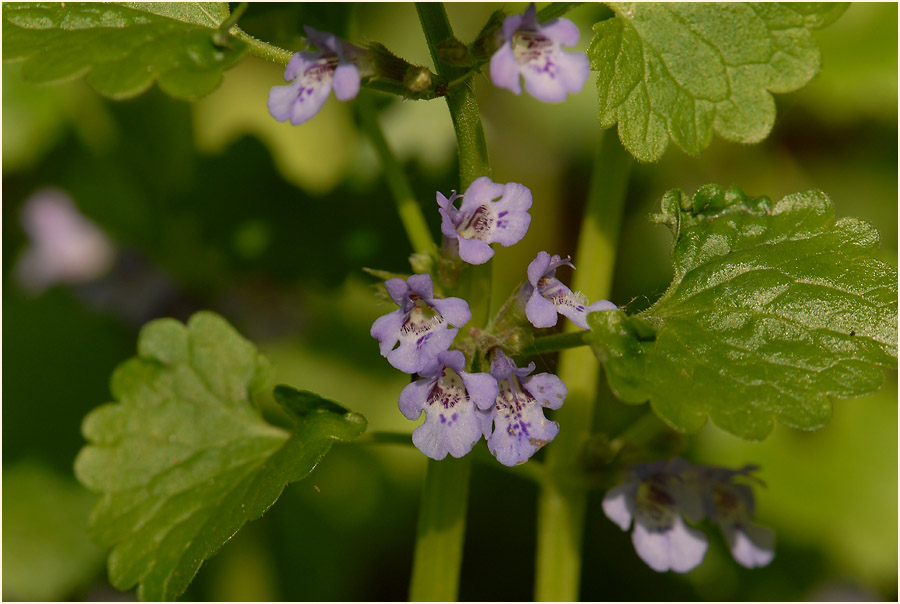 Gundermann (Glechoma hederacea)