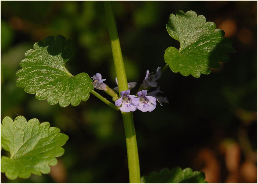 Gundermann (Glechoma hederacea)