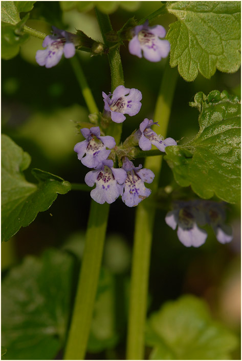 Gundermann (Glechoma hederacea)