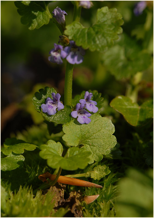 Gundermann (Glechoma hederacea)