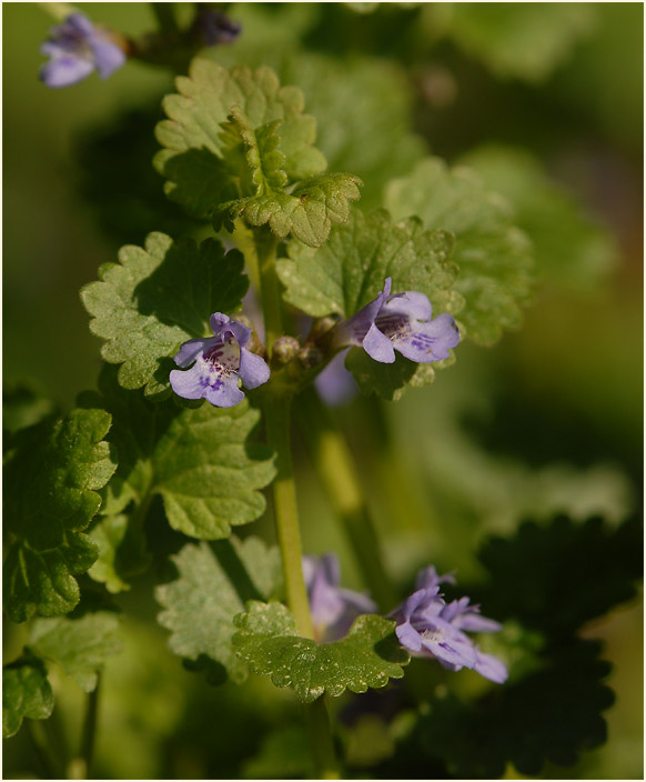 Gundermann (Glechoma hederacea)