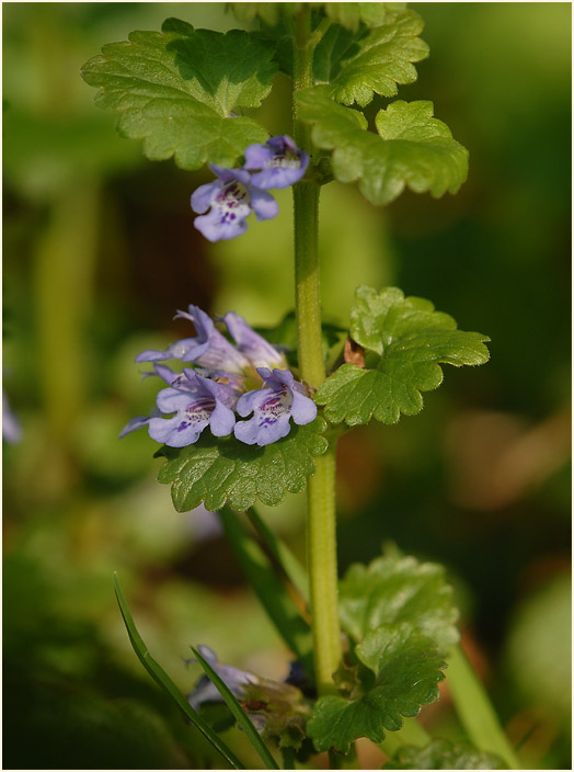 Gundermann (Glechoma hederacea)