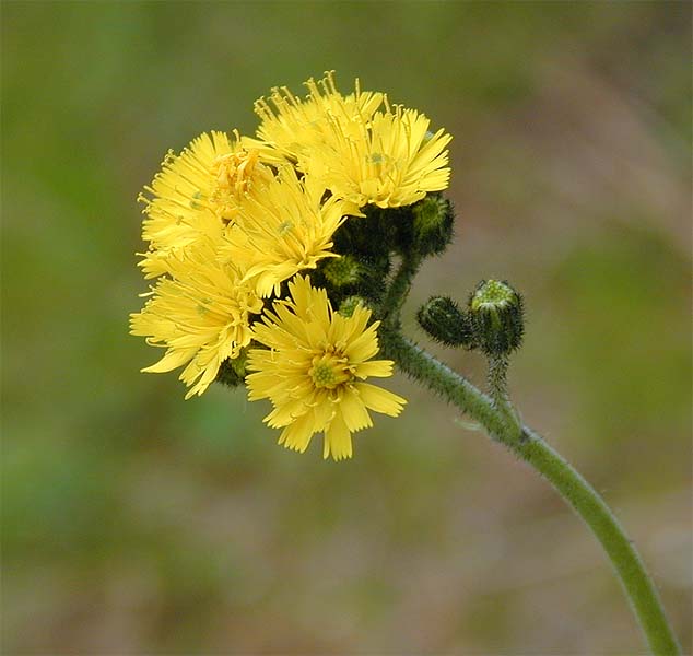 Habichtskraut (Hieracium)