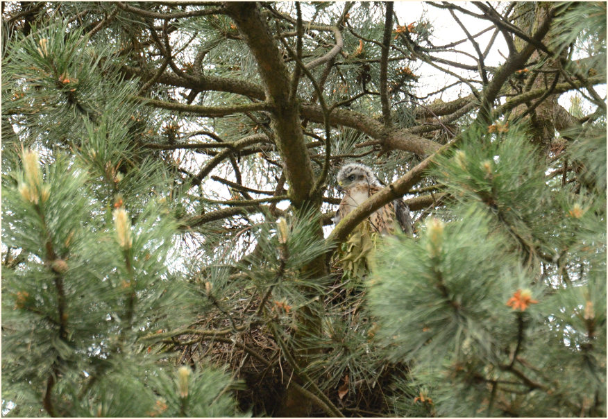 Junger Habicht im Nest