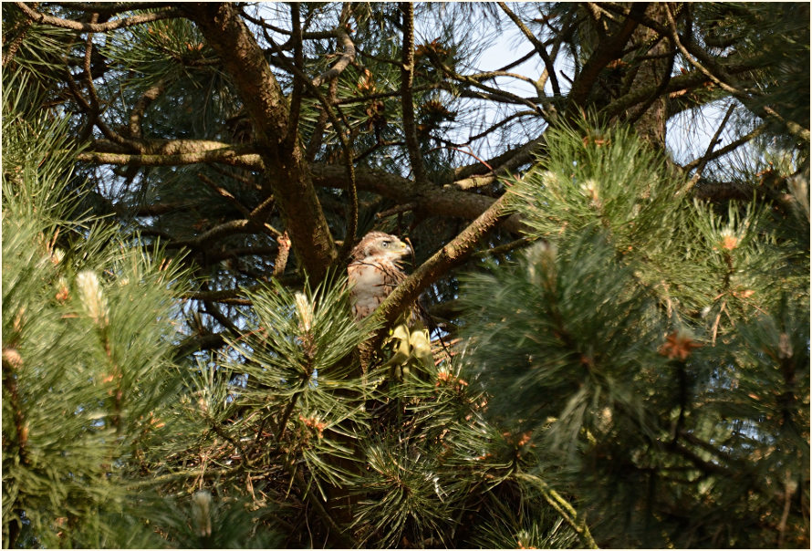 Junger Habicht im Nest