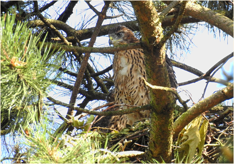 Junger Habicht im Nest